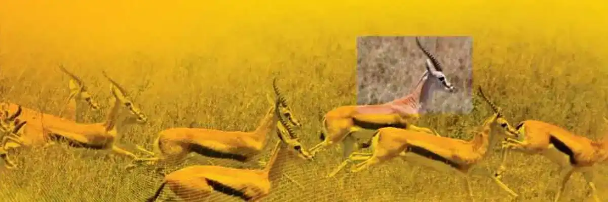 FCPI Top Gazelles II