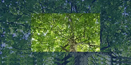 Photographie en couleurs d'arbres pour illustrer la Journée internationale de la forêt