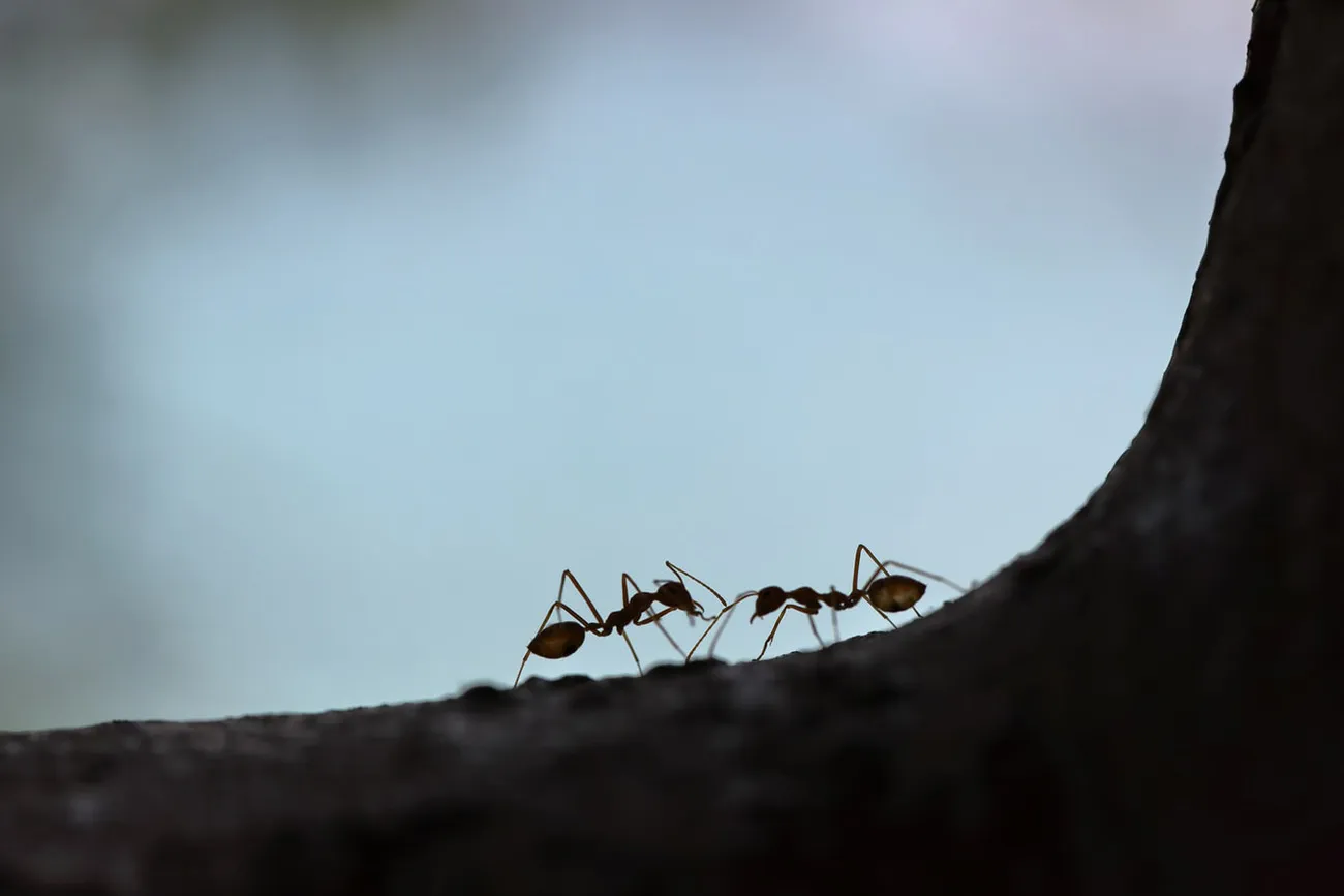 photographie de fourmis devant une montagne pour symboliser l'épargne